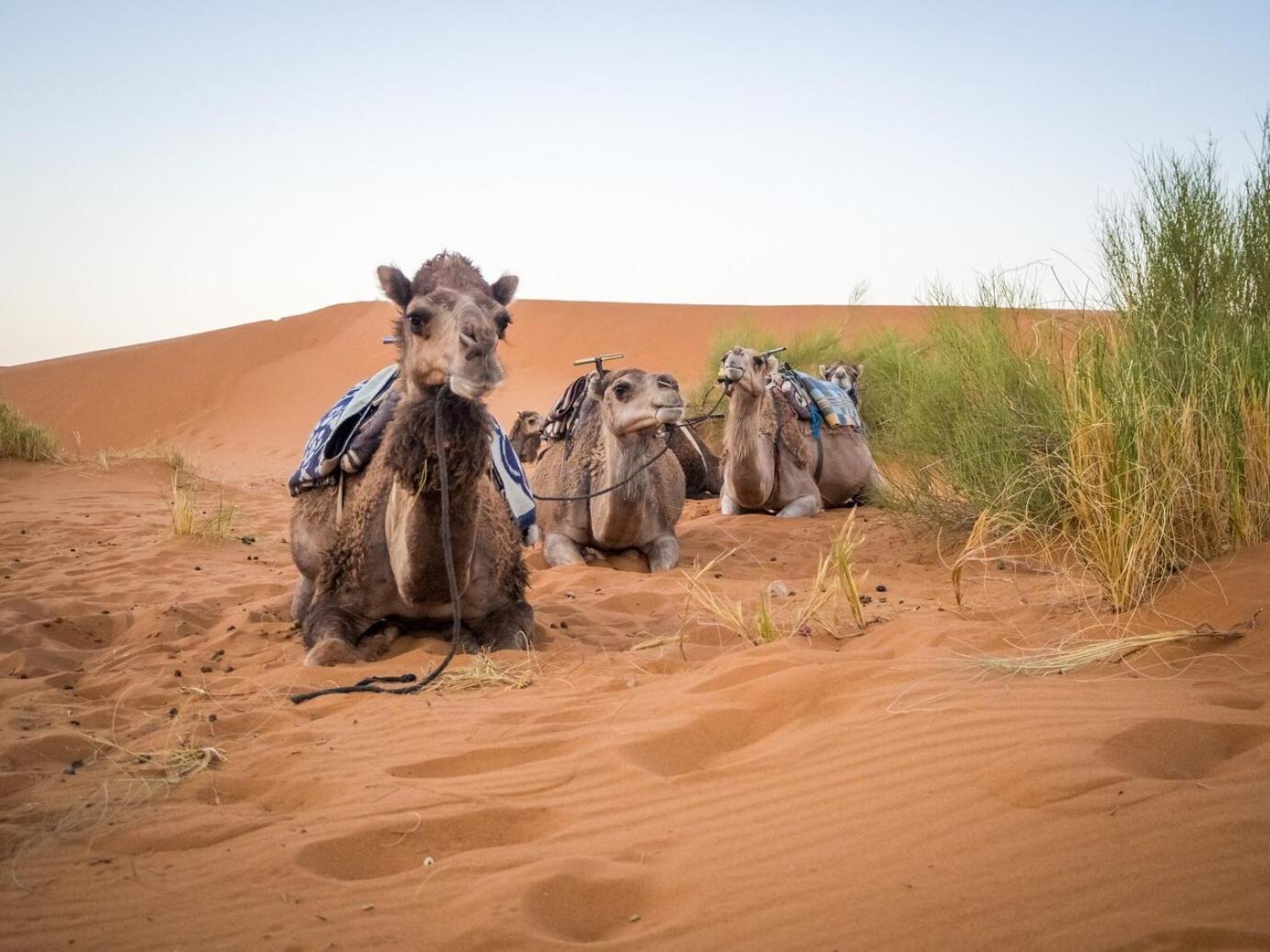 Aladdin Merzouga Camp Eksteriør billede